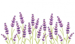 薰衣草漫画,一场浪漫的校园奇幻之旅